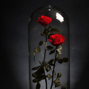 Perennial red roses
