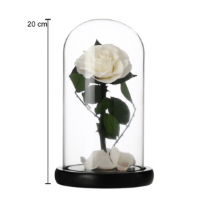 Long lasting white rose