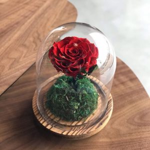 A long-lasting red rose