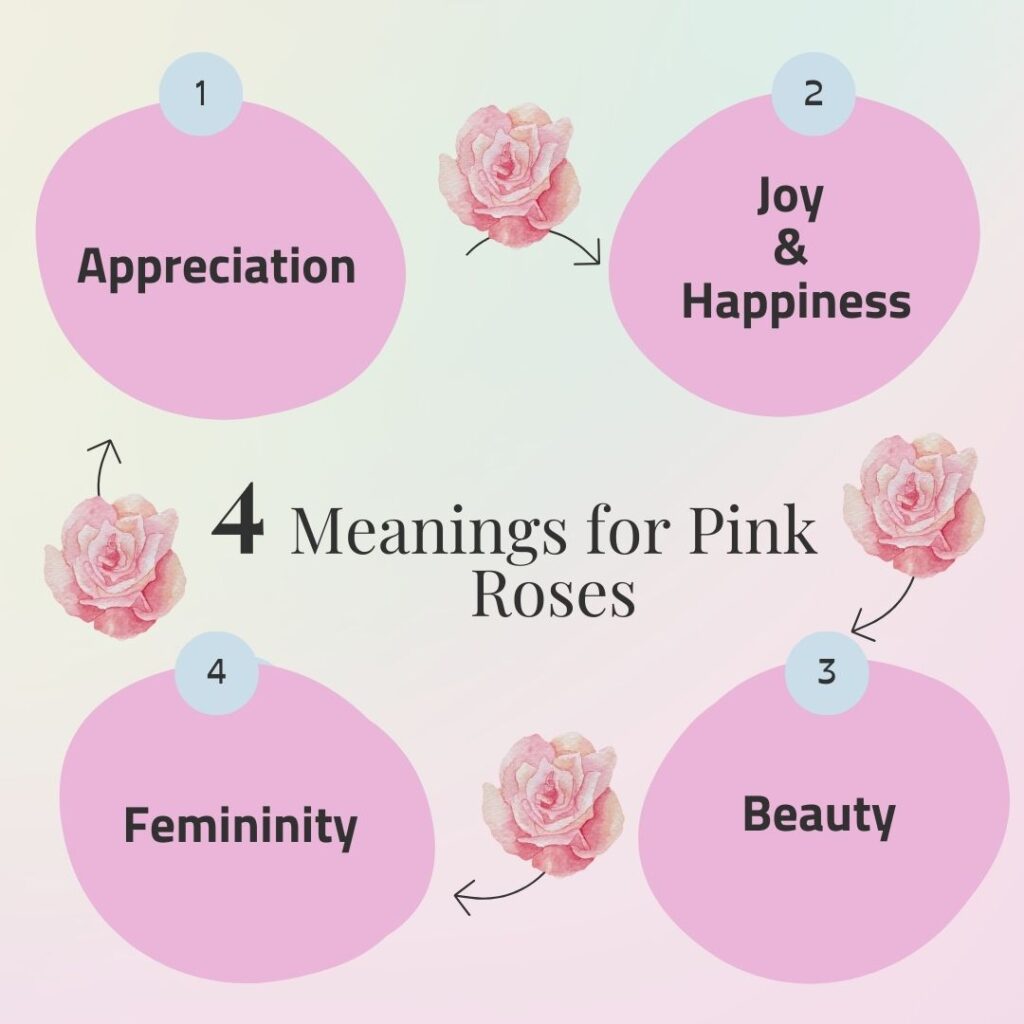 Infographic represents what do pink roses mean