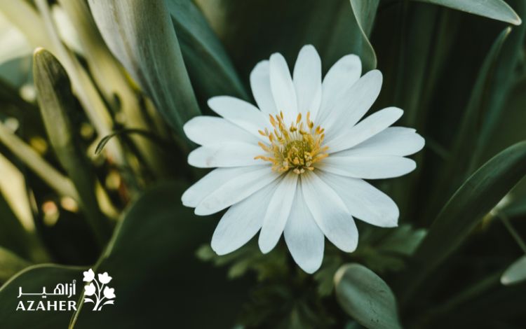 what is the meaning of white roses