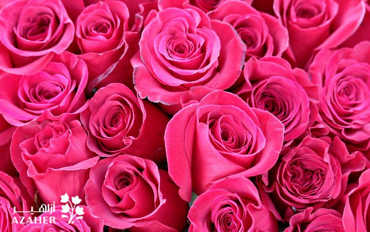 what do pink roses mean in friendship