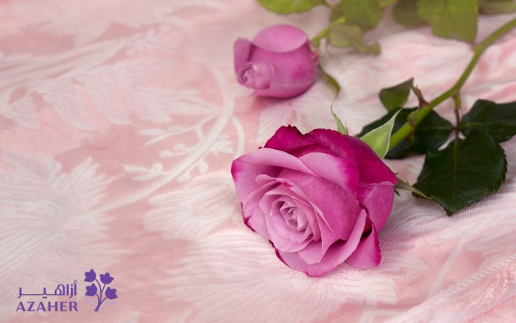 what do pink roses mean in relationship