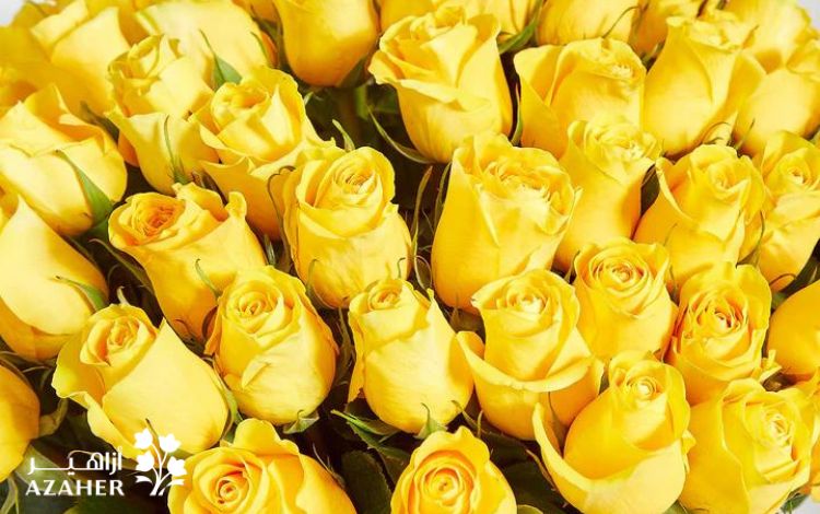 yellow rose meaning